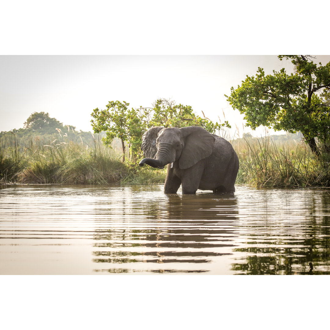 Afrikanischer Elefant im Wasser stehend von Sasacvetkovic33 - Leinwanddrucke