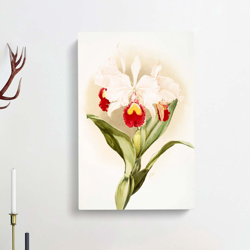 Magnolia Flowers Illustration Tab. 46 by Frederick Sander - Wrapped Canvas, 91cm H x 60cm W x 3cm D