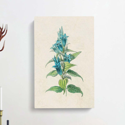 Blue Willow Gentian Flower Illustration - Wrapped Canvas Painting