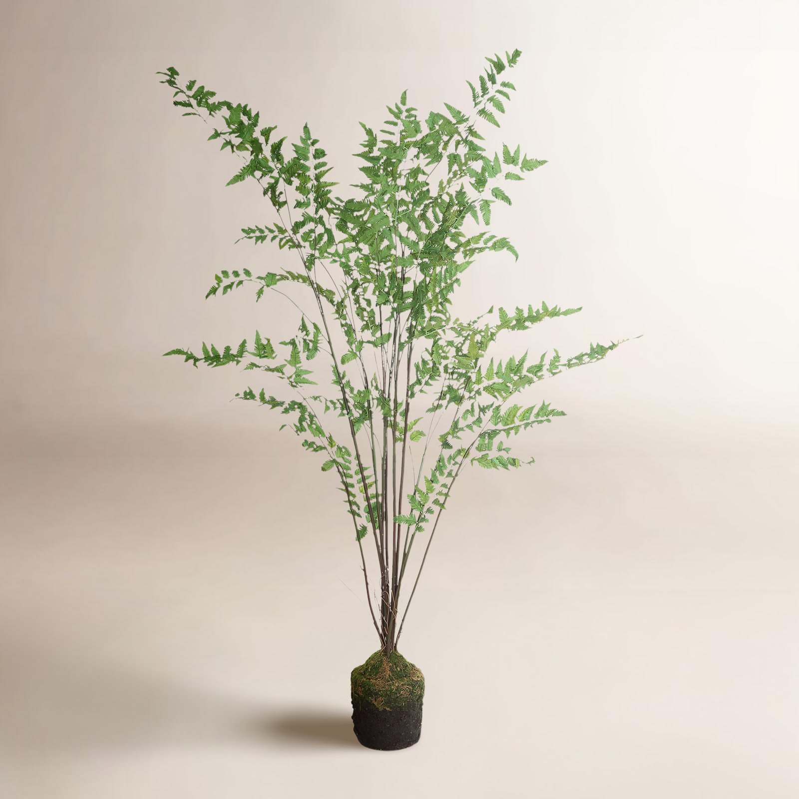 61'' Plant