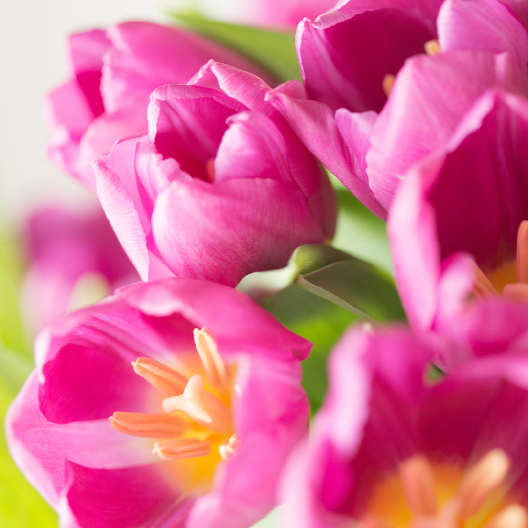 Blumenstrauß aus Tulpen von Jeja - Leinwandbild