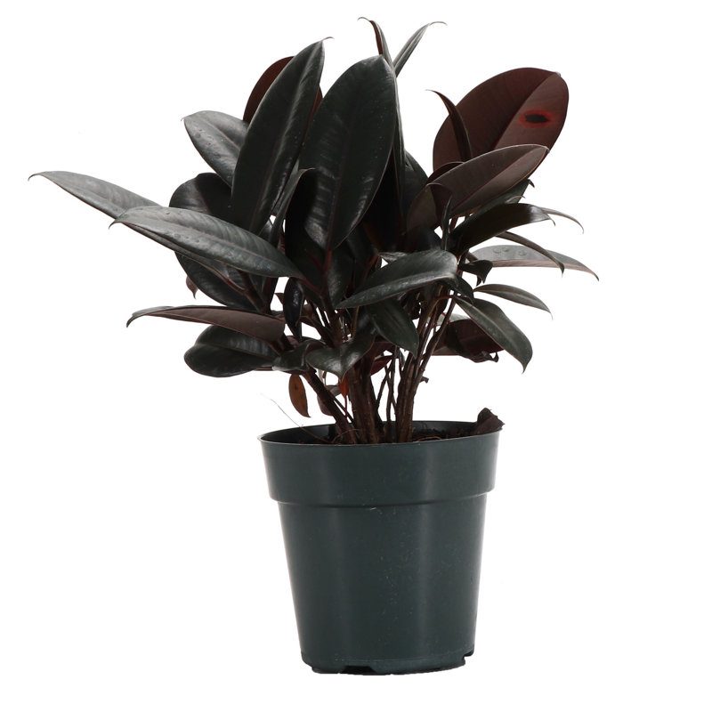 Live Burgundy Rubber Plant, 12" H x 4.5" W x 4.5" D
