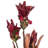 Tulip Arrangement-94734872