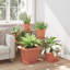 Planter-1849224899-1849224908-1849224915