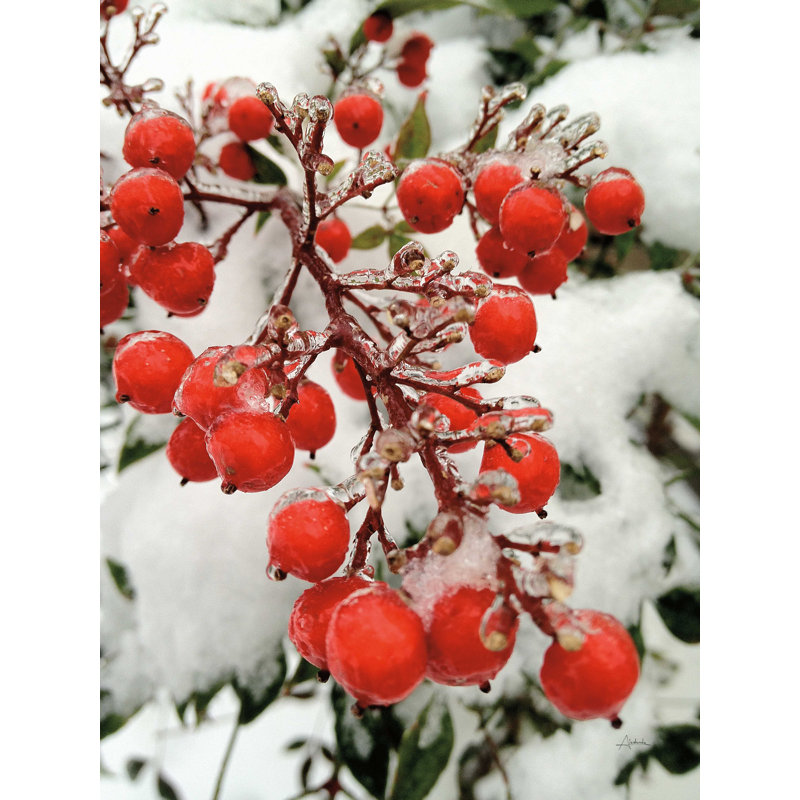 «Berries in Snow» par Aledanda - reproduction sur toile tendue, H 16 po x l 12 po