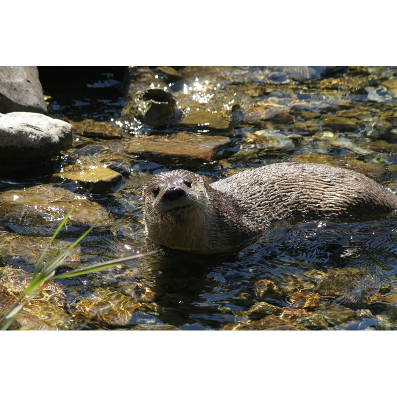 «River Otter» par Marcquebec - photographie sur toile tendue, L 18 po x H 12 po
