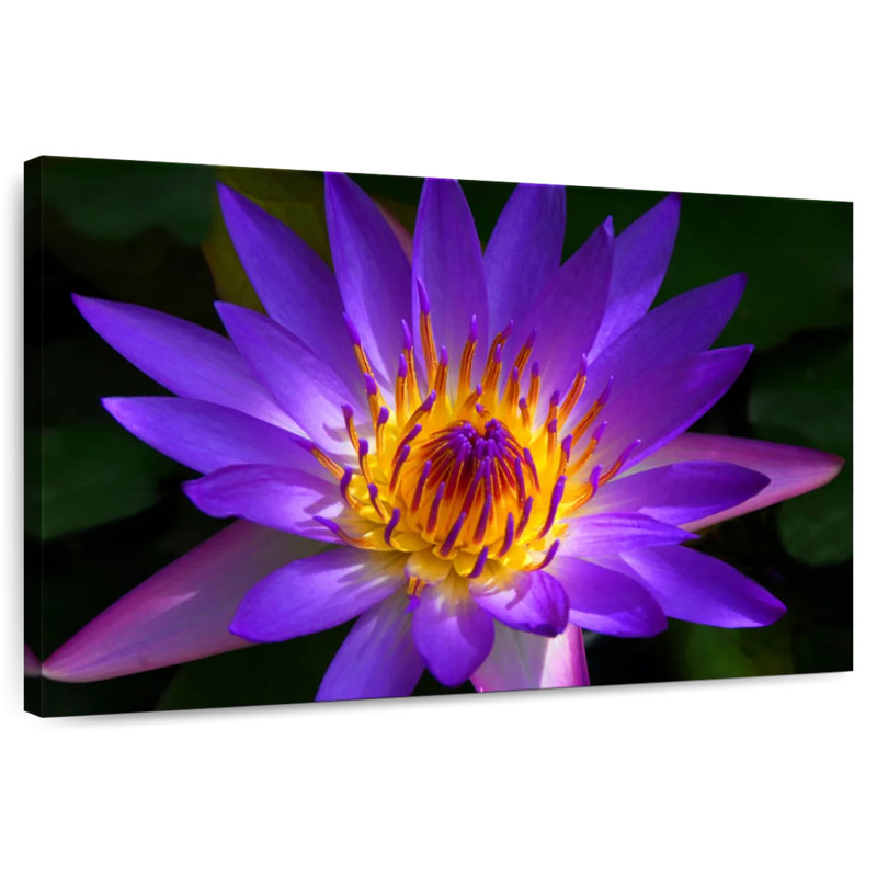 Harnek Hawaiian Water Lily, H 30 po x l 45 po