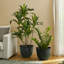 15.25"D Set Of 2 Honeycomb Textured Green Faux Ceramic Pot Plastic Planter-886427962