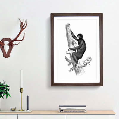 Orangutan in Black and White by George Shaw - Picture Frame Drawing Print