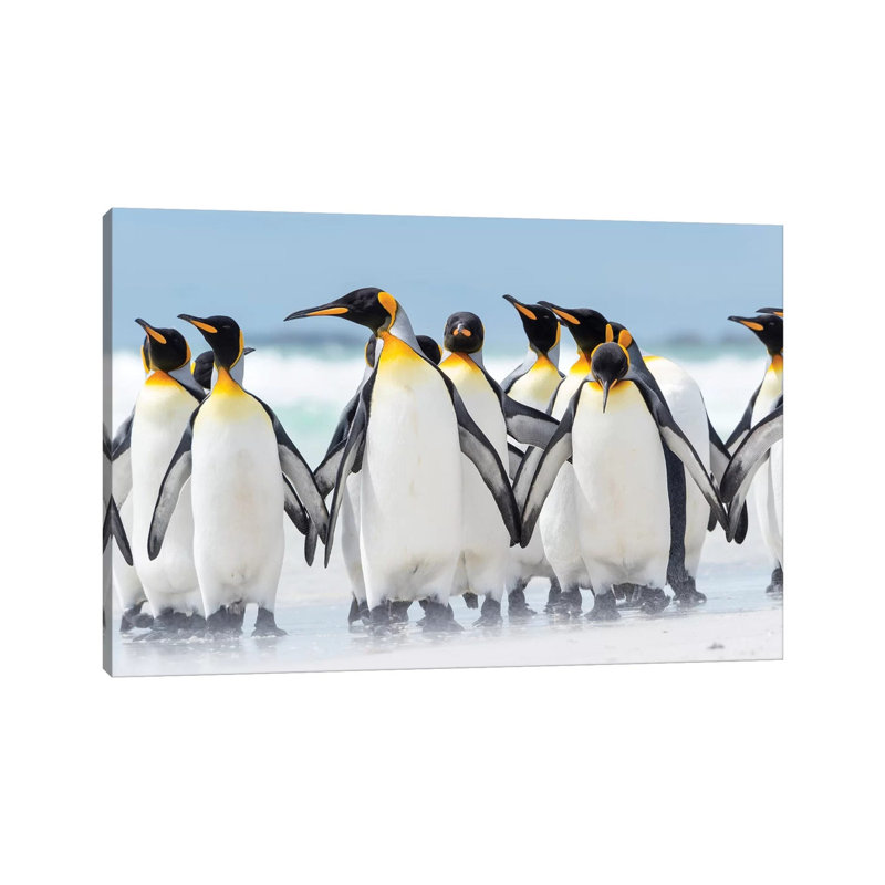 King Penguin, Falkland Islands. by Martin Zwick - Wrapped Canvas Print, 20.32 cm H x 30.48 cm W
