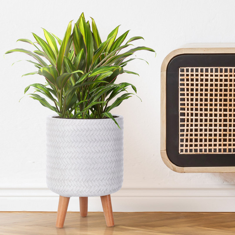 Concrete Effect Cylinder Round Planter on Hardwood Legs, Round Indoor Plant Pot Stand for Indoor Plants, Indoor Flower Pot with Plaited Pattern