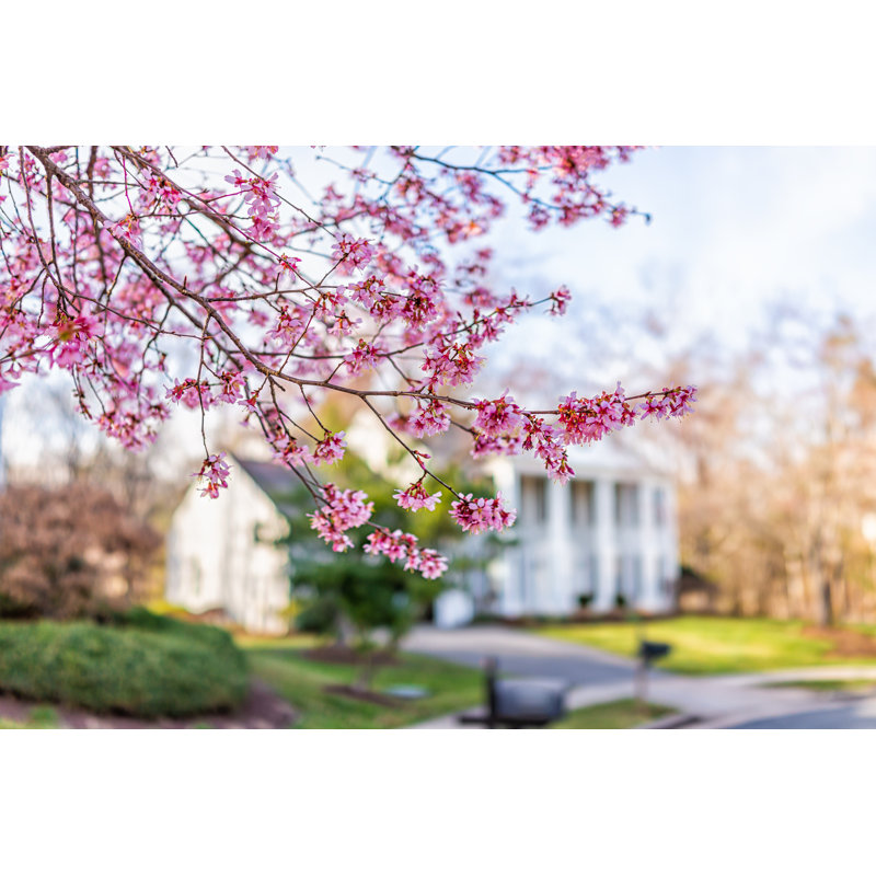 Pink cherry blossom sakura tree flowers on branches in foreground in spring in northern Virginia with bokeh blurry background of house in neighborhood 1 Piece Wrapped Canvas Wall Art