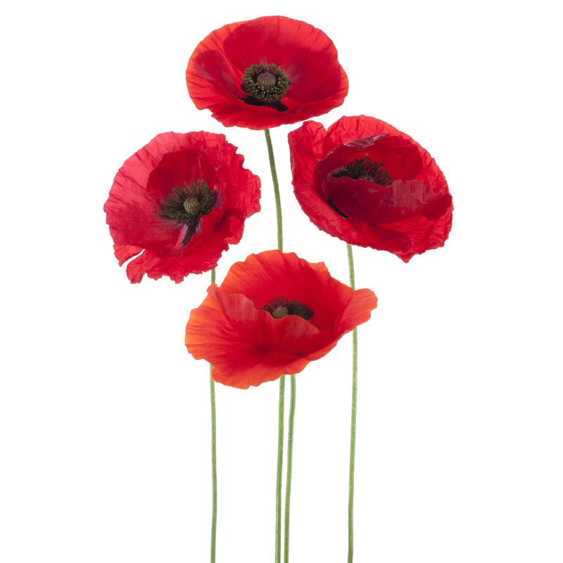 Coquelicot - photographie sur toile tendue, H 18 po x l 12 po