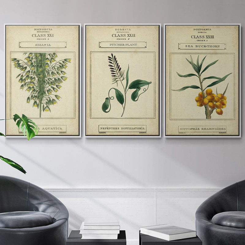 Linnaean Botany II - Ensemble de 3 reproductions encadrées sur toile, H 27 po x l 54 po x P 2 po, Blanc