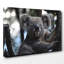Koala Bear Photographic - Wrapped Canvas-19091545