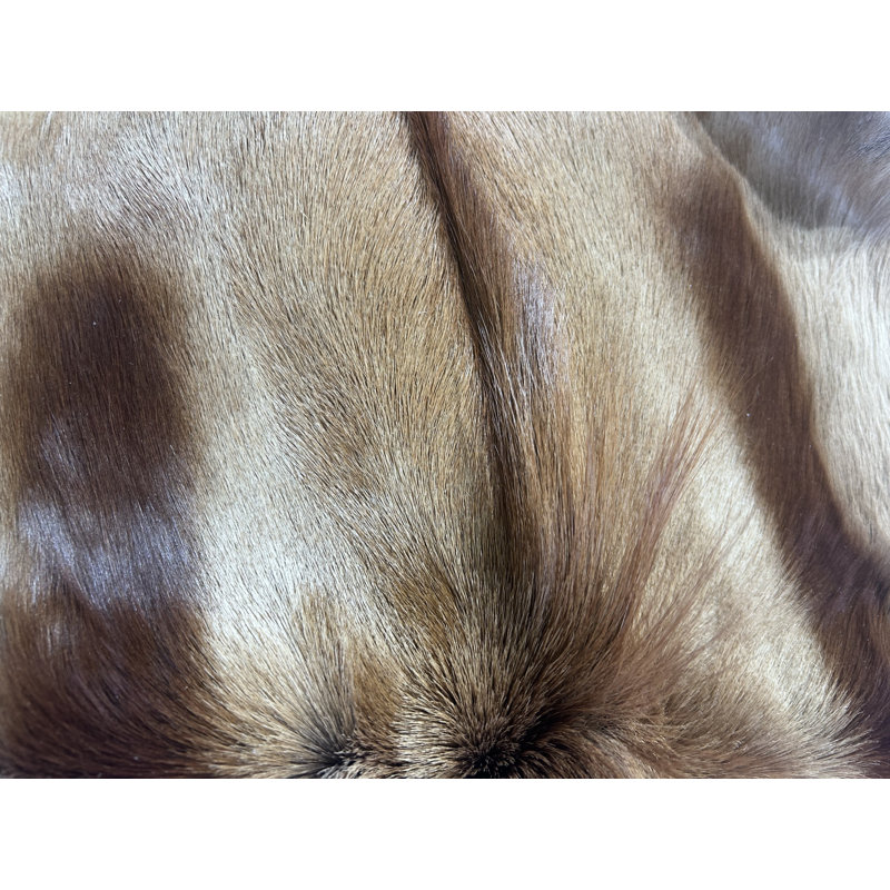 Naturally Copper Springbok Skin