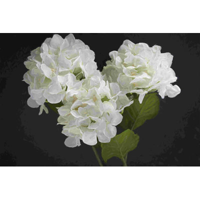Dramatic Hydrangeas