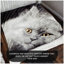 3D Animal Throw Widlife Blanket Ultra Soft Warm Fleece Animal Lovers Decorative Blanket for Sofa Couch Bed Living Room Bedroom Cosy Comfort-300917826-363778959