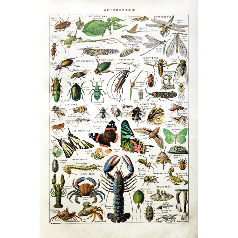 " Illustration About Arthropods " by Gwengoat, 12" W x 18" H