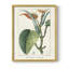 «Turpin Tropical Botanicals II», reproduction encadrée - bois massif-1749582540