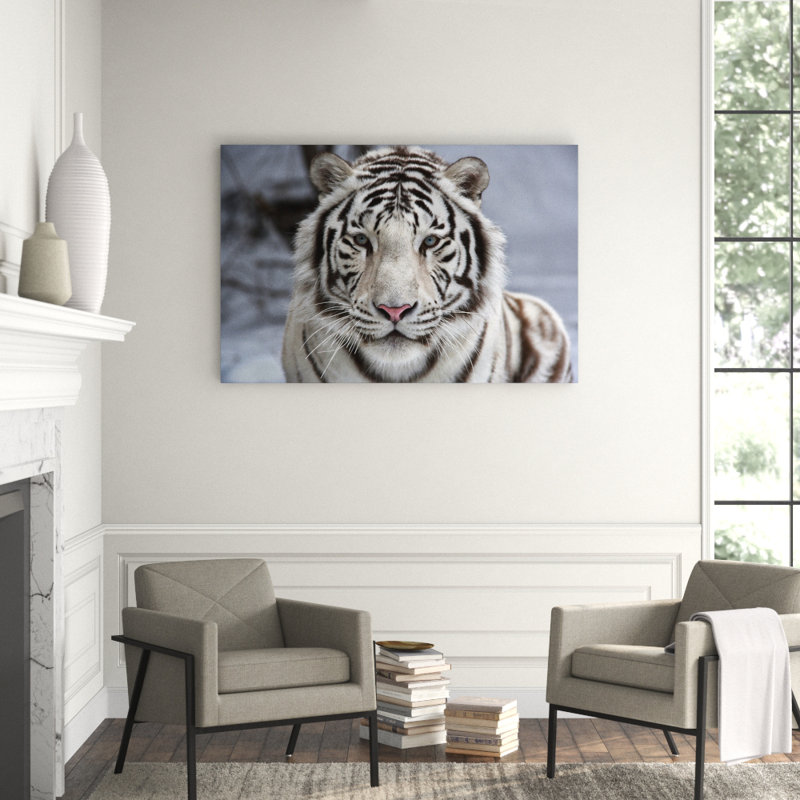 Tigre blanc aperçu - photographie non encadrée, 40 po x 60 po