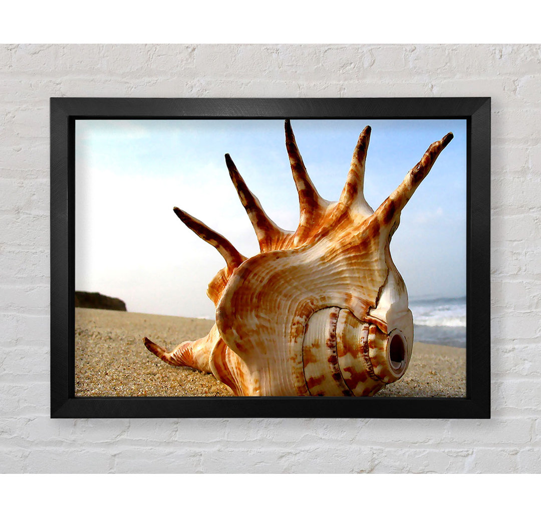 Gerahmter Fotodruck Whelk Shell On The Beach