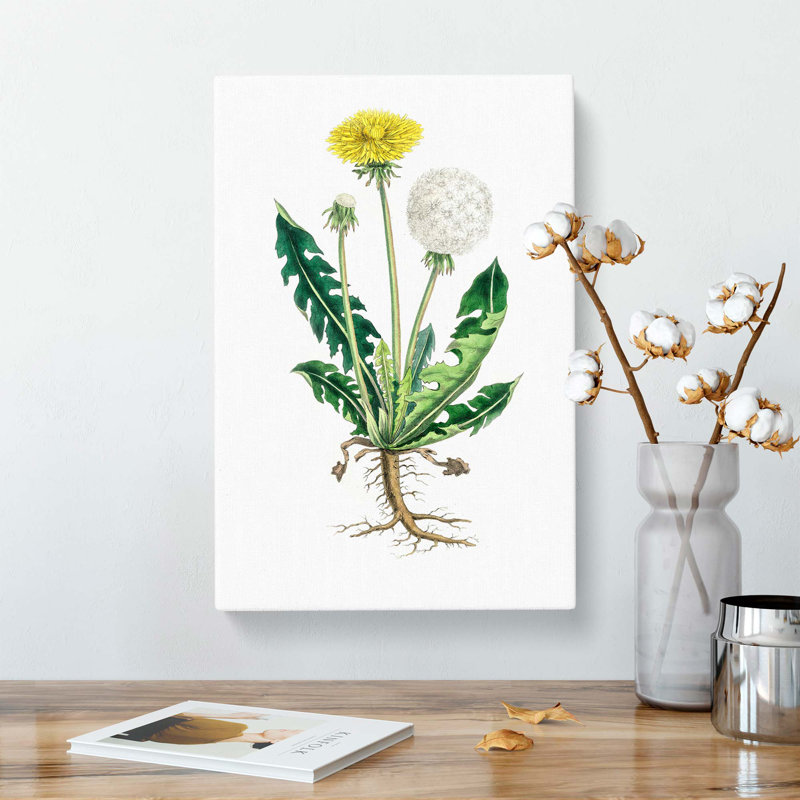 Dandelion Flowers Illustration by Pierre-Joseph Redoute - Wrapped Canvas, 76cm H x 50cm W x 3cm D