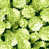 Green Floral selected
