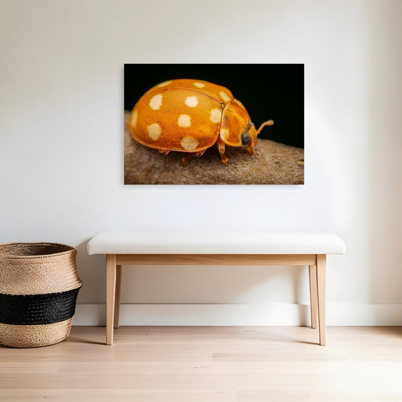 Spotted Ladybug Close-Up Contemporary Ladybug Nature Wildlife Wall Art Print by Eduard Andrica - Print, 60.96cm H x 91.44cm W