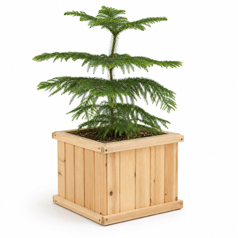 Alann 15 inch Cedar wood Square Planter Box, Natural