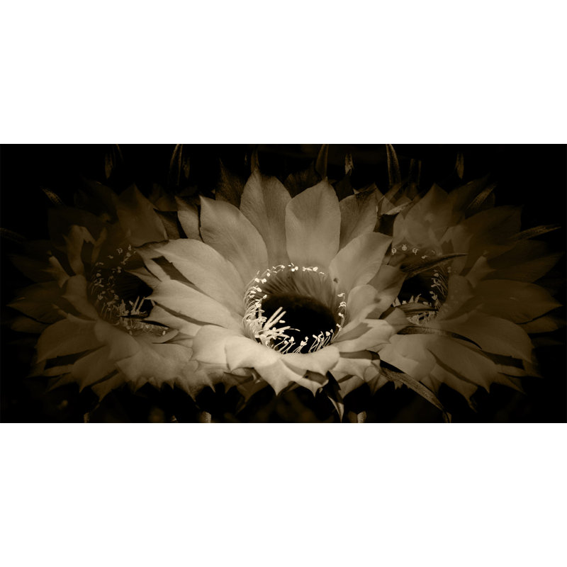 Sepia Petals 2 Print by Nathan Turner