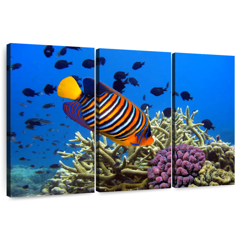 Brampt Royal Angelfish, 20" H x 33" W