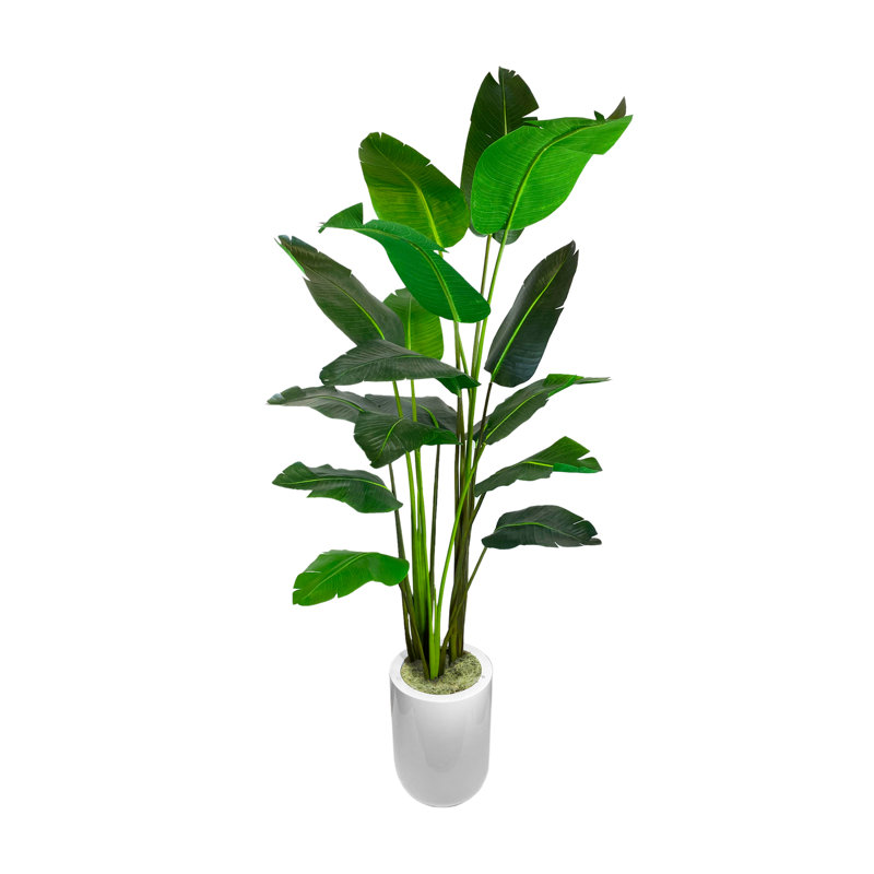 Green Bird of Paradise Tree in Pot, White