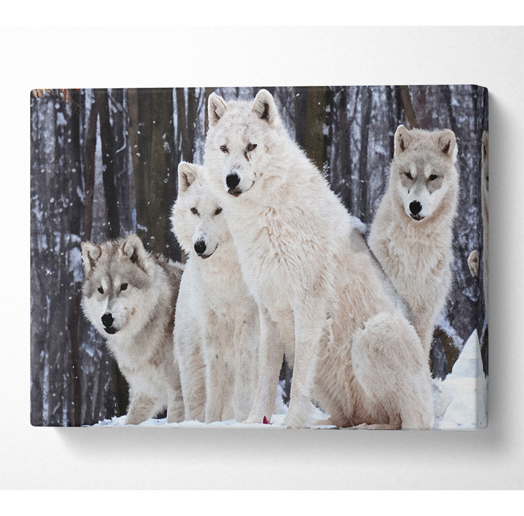 White Wolf Pack - Kunstdrucke auf Leinwand