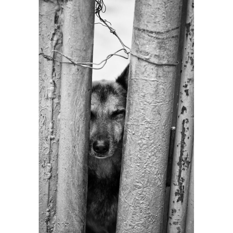 Milhouse Dog Behind Bars 1 Piece Wrapped Canvas Wall Art, 122cm H x 81cm W x 3.8cm D