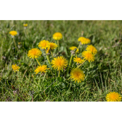 " Dandelion Weeds " by Poppypixels