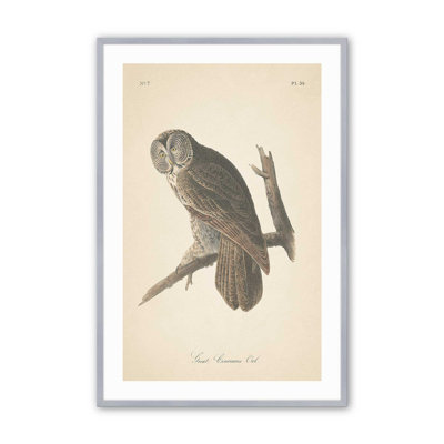 Perched Owl Print in a