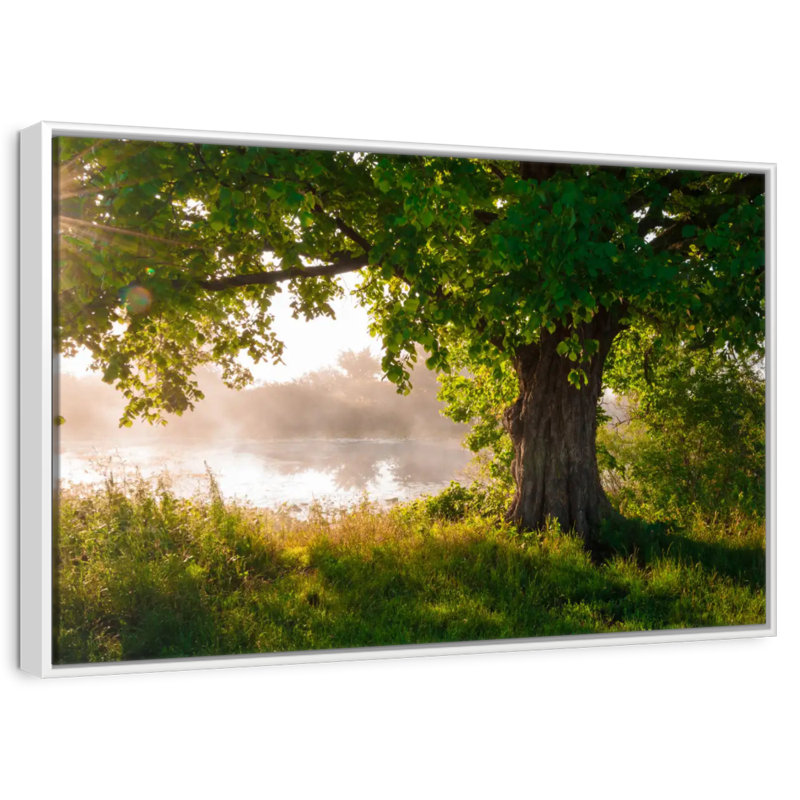 Chêne solitaire, Cadre flottant blanc, 31 po x 21 po