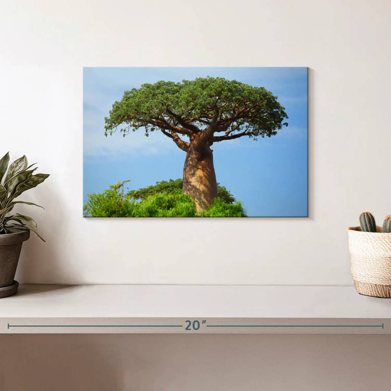 African Baobab, 8" H x 12" W
