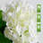 Hydrangea Arrangement-1105606459