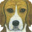 « beagle », reproduction d’art sur toile tendue-21180271