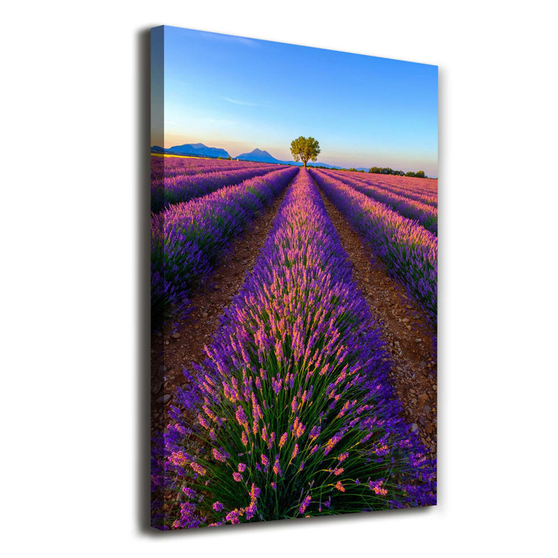 Lavender Field - Wrapped Canvas Print