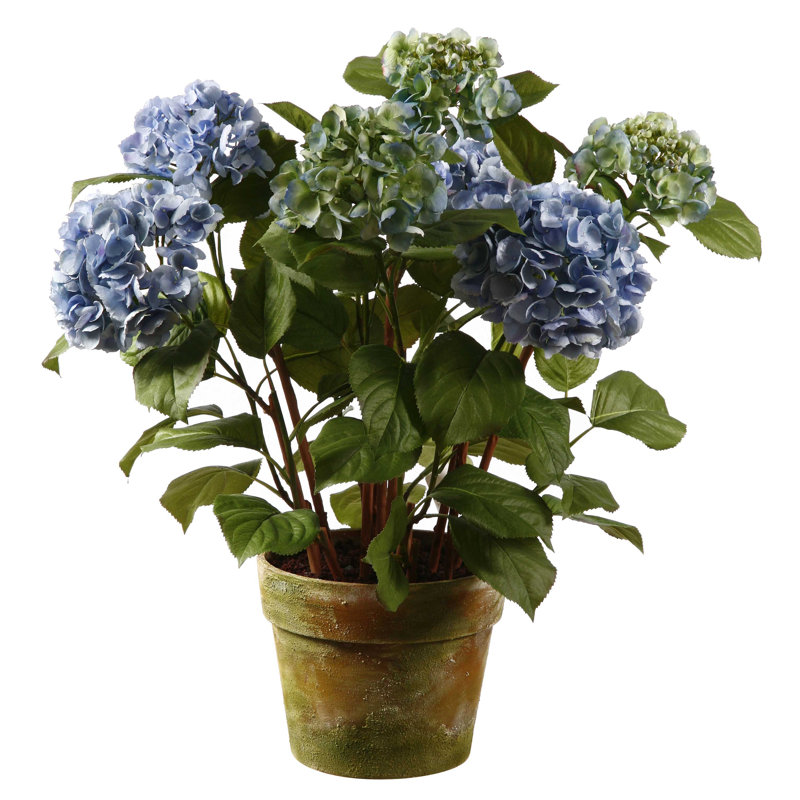 Pièce maîtresse en pot hortensia, Bleu pâle