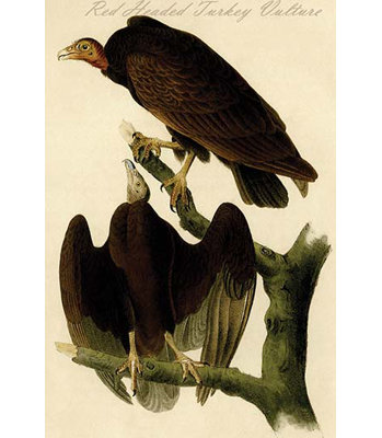 " Red Headed Turkey Vulture " by James Audubon