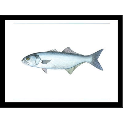 " Blue Fish " by Damon Crook