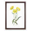 Yellow Starflowers - Framed Print-55629397-55629398