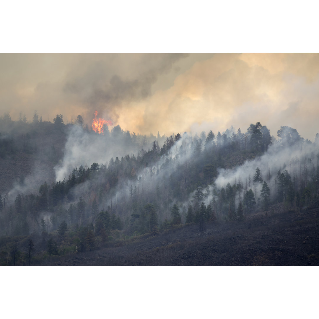 Forest Fire Basalt Mountain von Milehightraveler - Leinwanddrucke