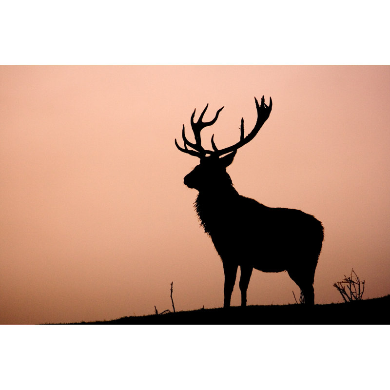 Red Deer 1 - Wrapped Canvas Print, 81cm H x 122cm W x 3.8cm D