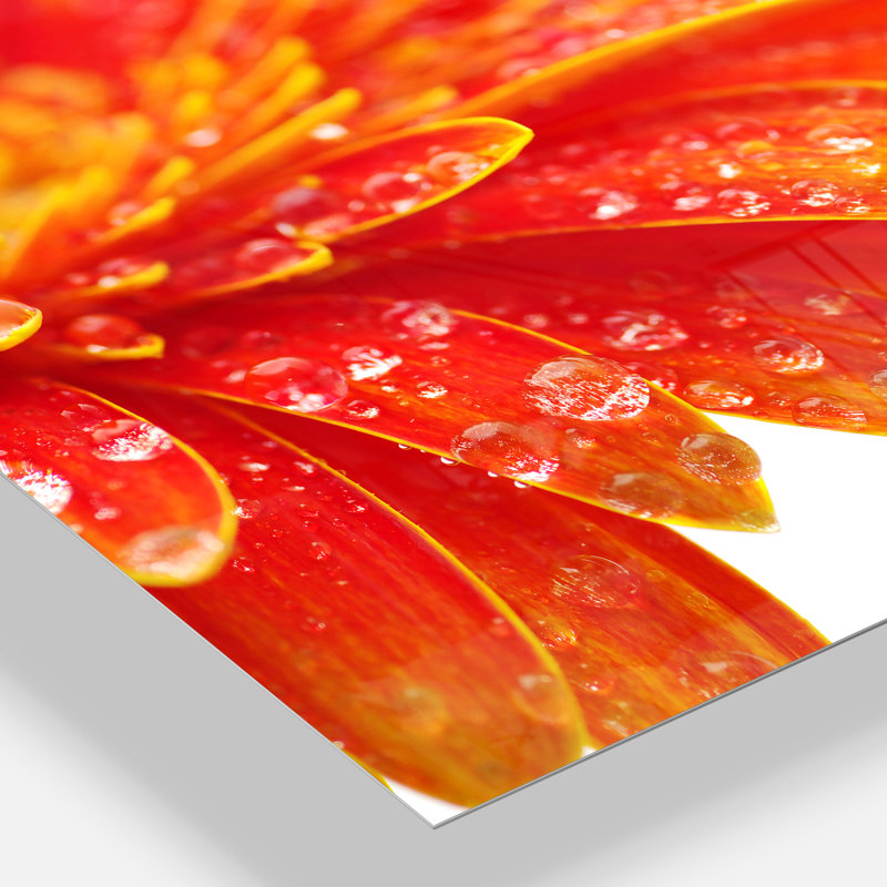 " Orange Gerbera With Raindrops " 4 - Pieces