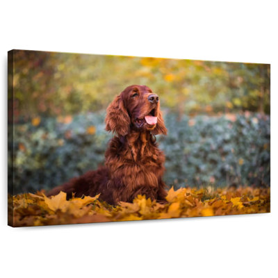 Crowle Irish Setter In Autumn